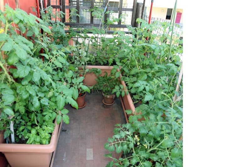 Balcony Vegetable Garden