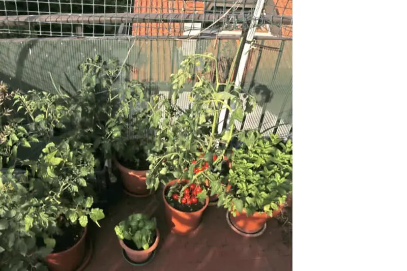 Balcony Vegetable Garden
