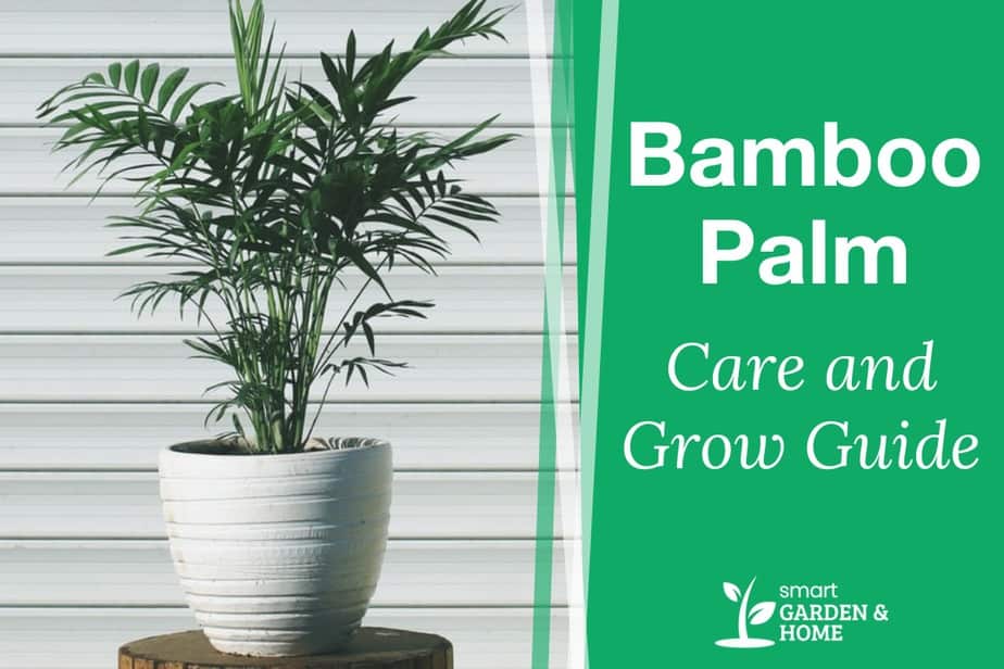 choosing the right soil for your bamboo palm plant what you need to know