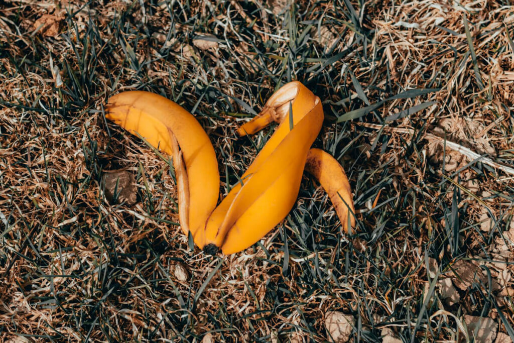 A yellow banana with a split peel lies on dry, brown grass mixed with green patches.