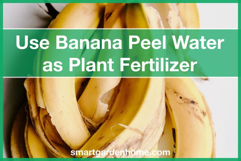 Use Banana Peel Water For Plant Fertilizer Good Or Bad? Smart Garden And Home