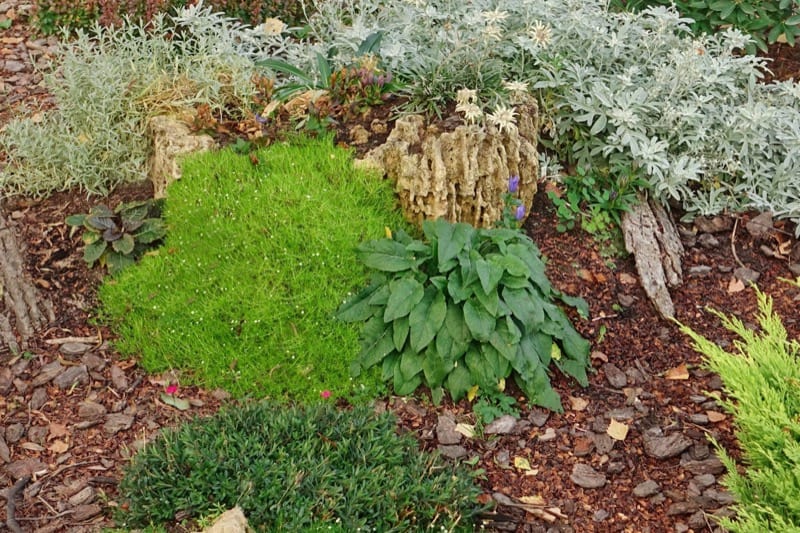 Bark and Wood Chips as Mulch