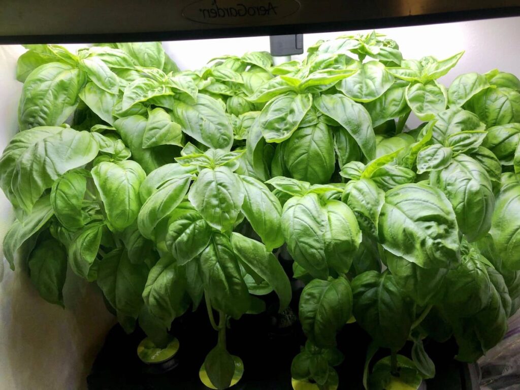 Basil Growing in AeroGarden