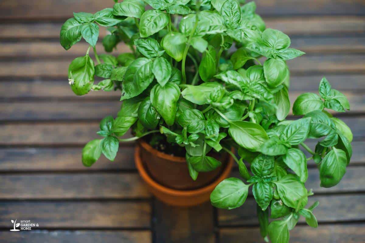 Basil in a Pot