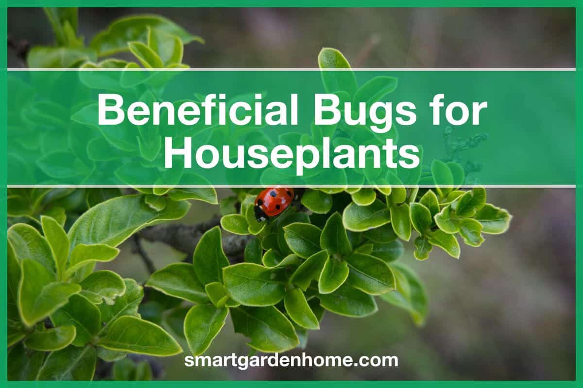 Beneficial Bugs for Houseplants