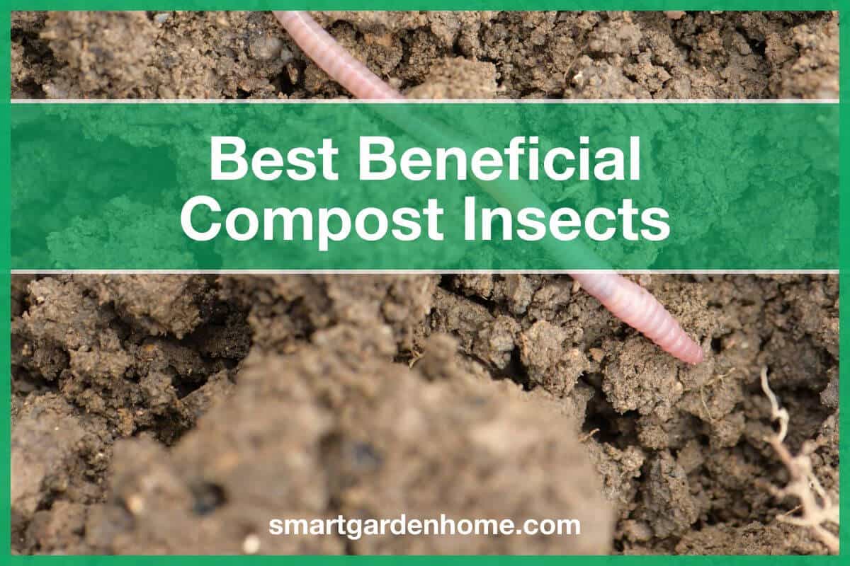 Beneficial Compost Insects