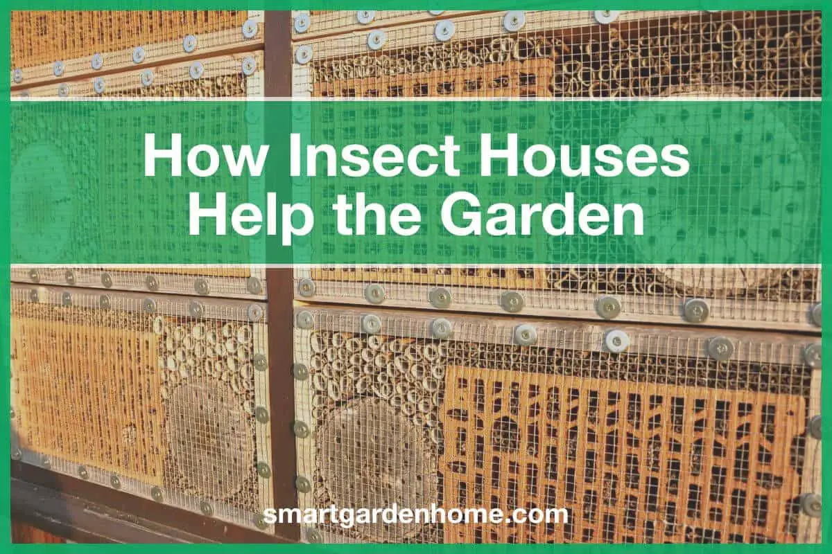 Beneficial Insect House