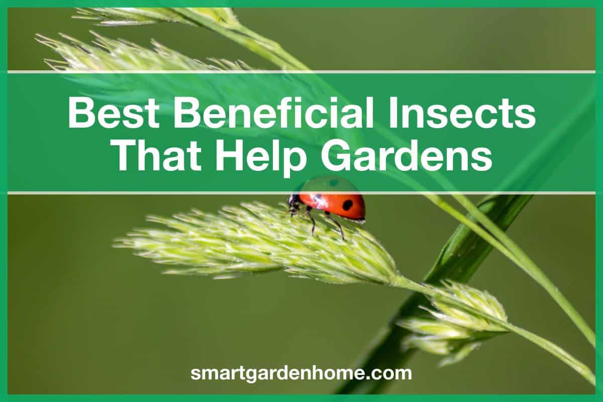 Beneficial Insects That Help Gardens
