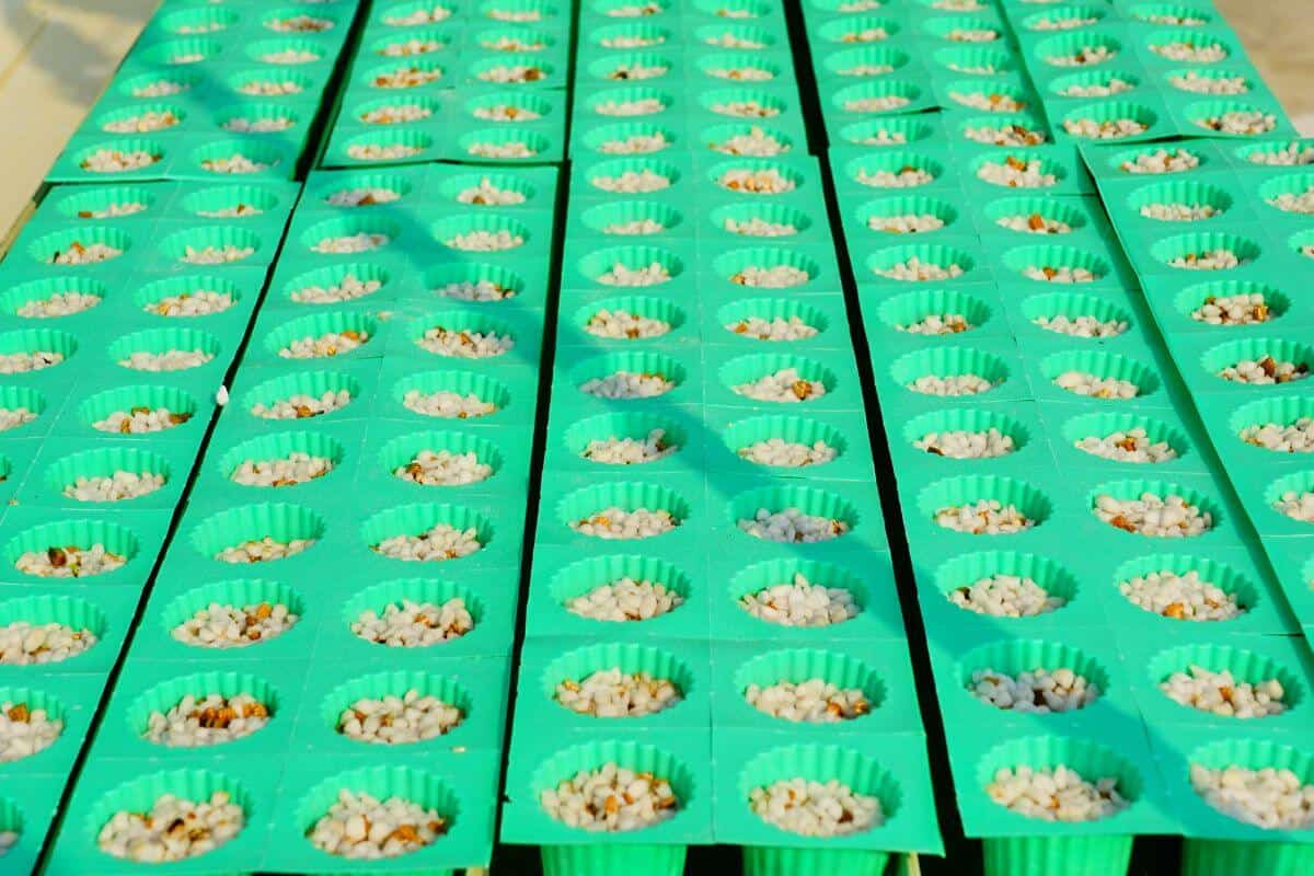 Rows of green net pots filled with small white perlite are arranged in a grid pattern.