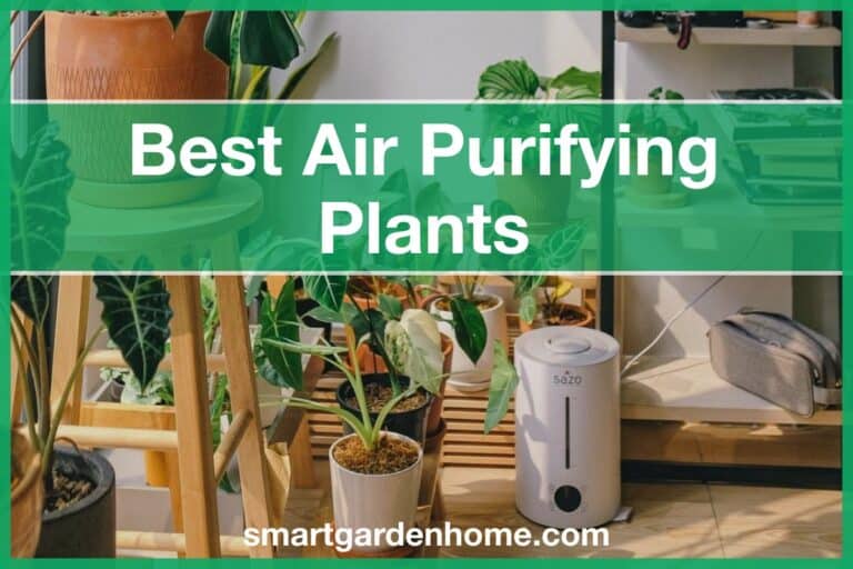 Best Air Purifying Plants at Home