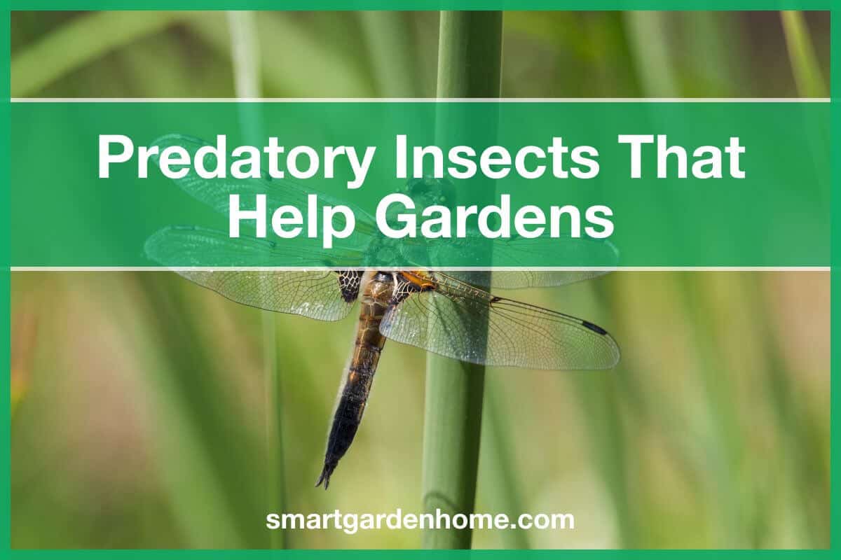 Best Beneficial Predatory Insects