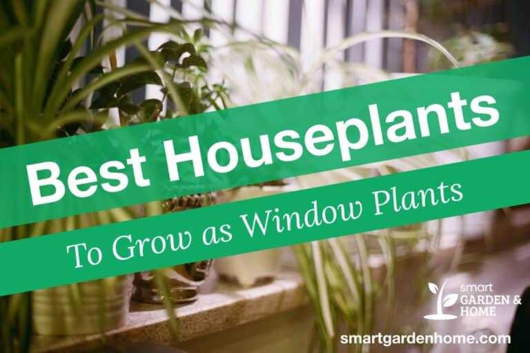 Best Houseplants to Grow as Window Plants