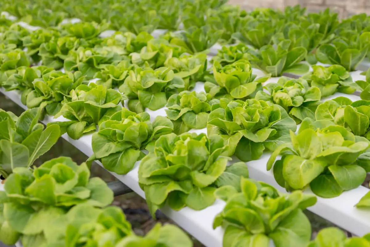 Best Hydroponic Nutrients for Vegetables