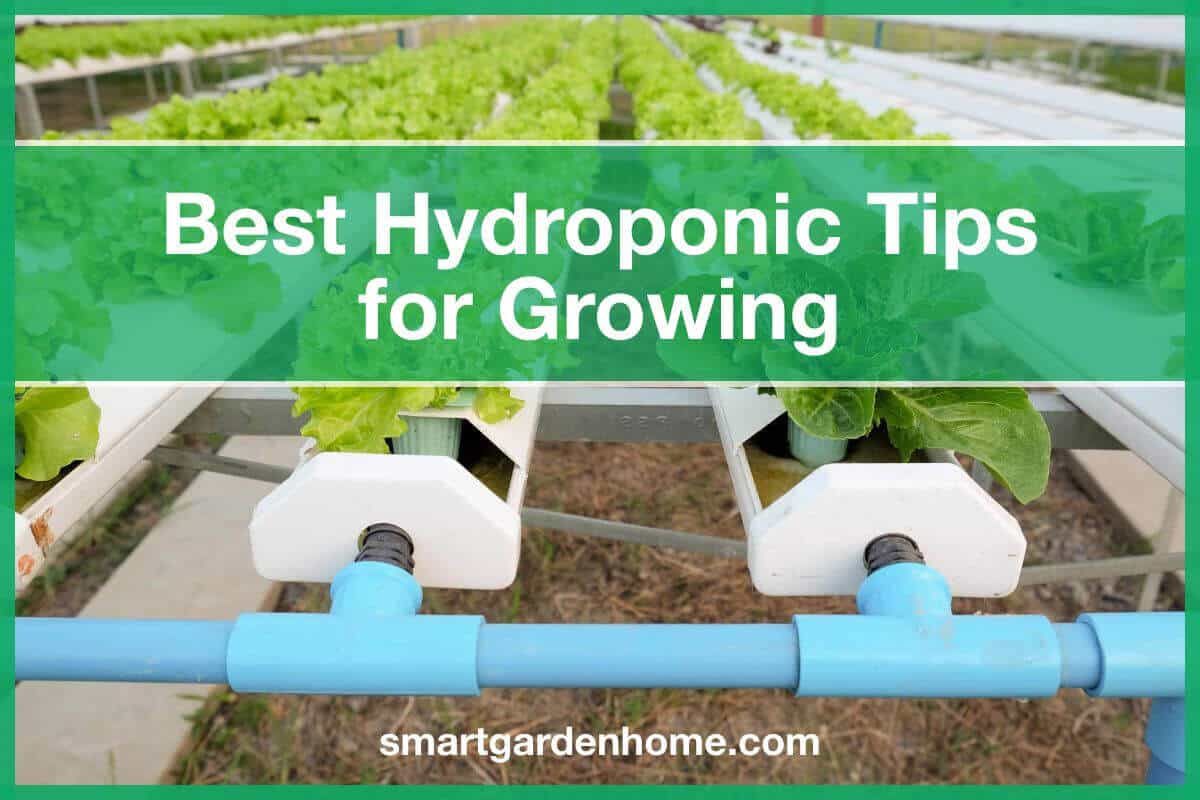Best Hydroponic Tips for Growing