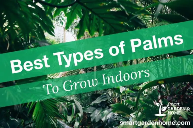 Best Types of Indoor Palm Plants to Grow