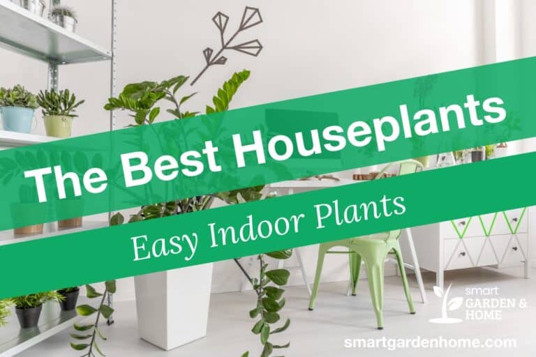Best Indoor Plants: Easy Care Houseplants