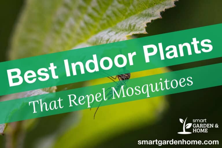Best Indoor Plants that Repel Mosquitoes