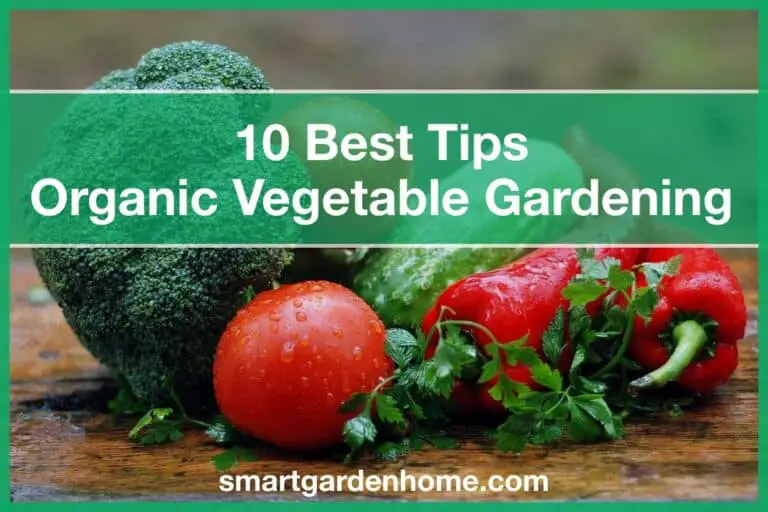 Top Organic Vegetable Gardening Tips