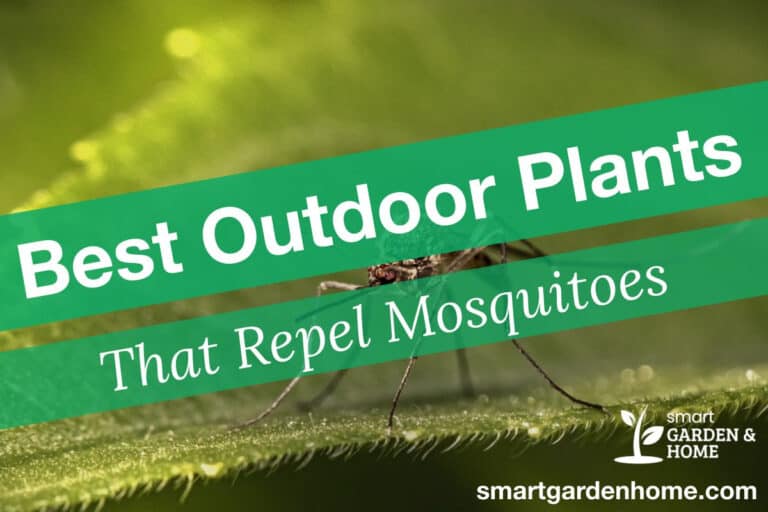 Best Outdoor Plants That Repel Mosquitoes
