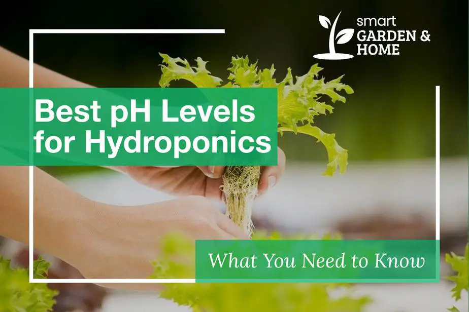 Best pH Levels for Hydroponics
