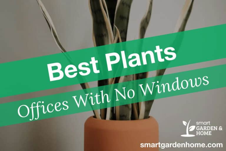 Best Plants for Offices With No Windows