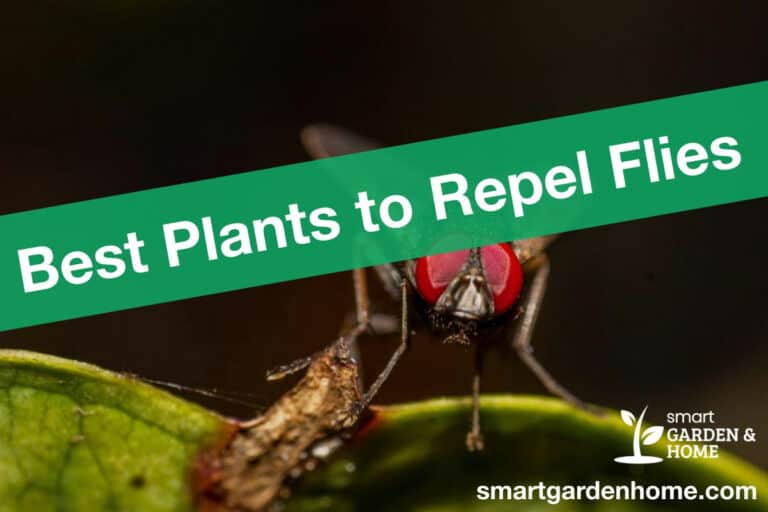 Best Plants That Repel Flies