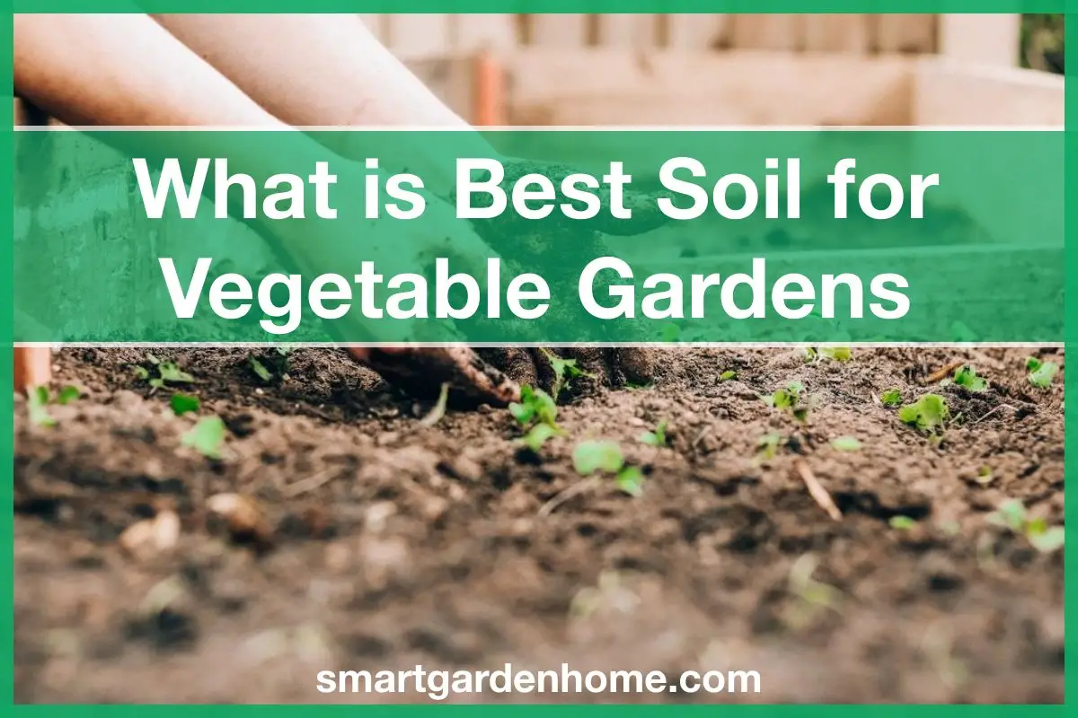 What is the Best Soil for Vegetable Gardens