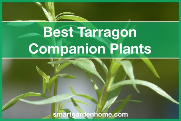 Best Tarragon Companion Plants