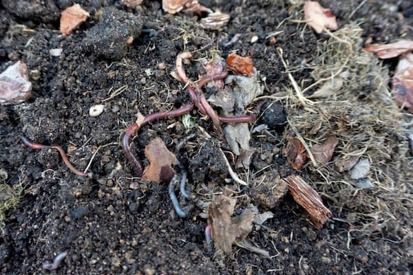 Vermicomposting WOrms