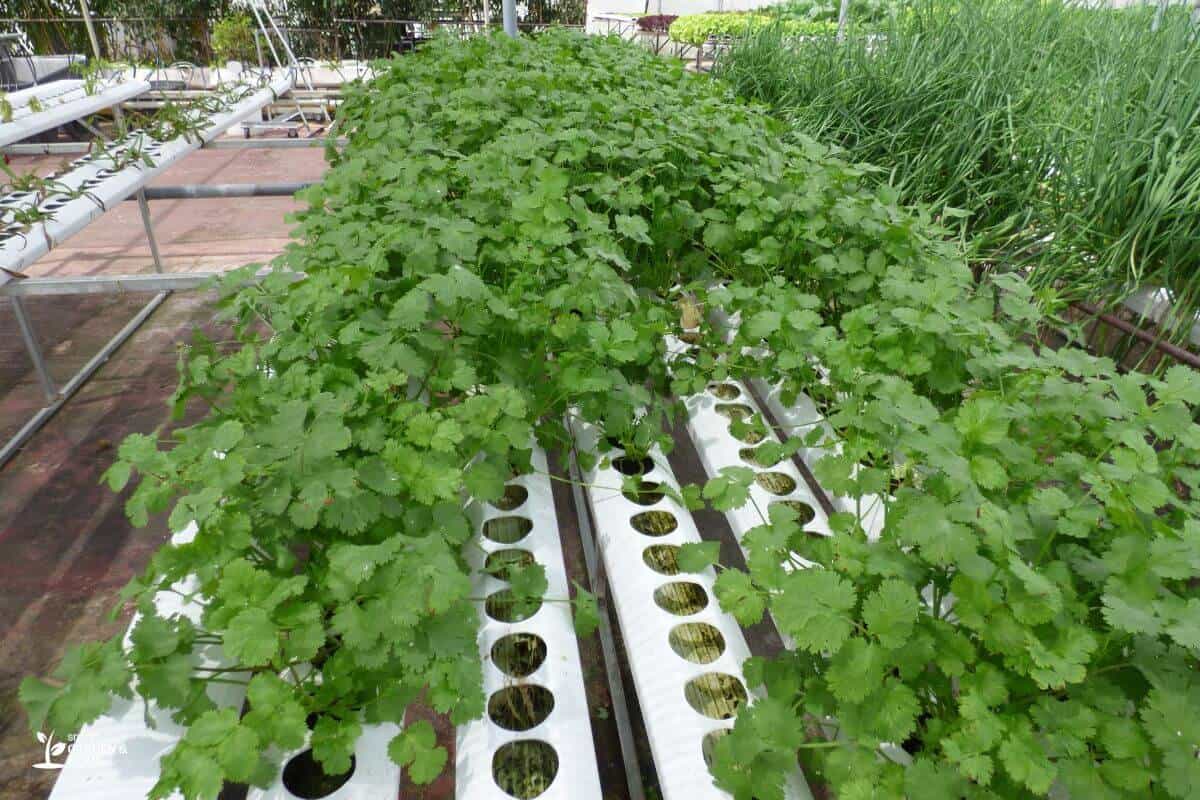 Big Group of Cilantro Hydroponics