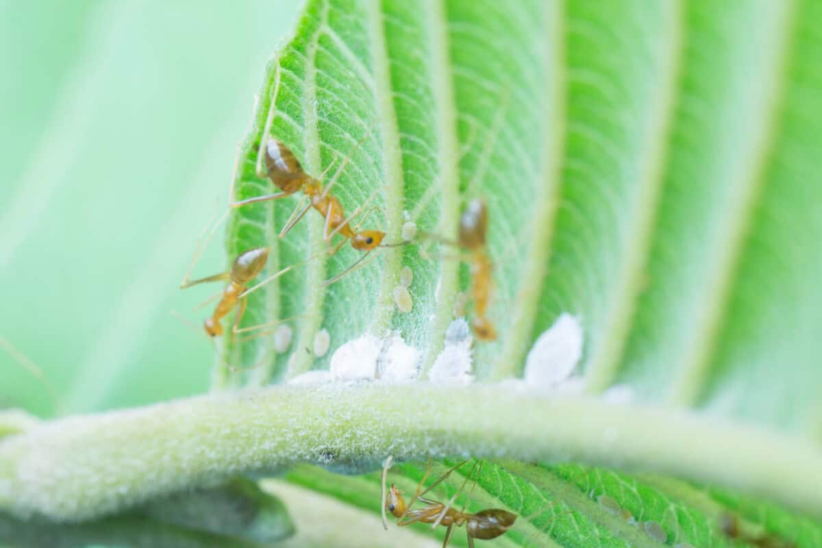 Ants Help in Biological Control of Pepper Plants