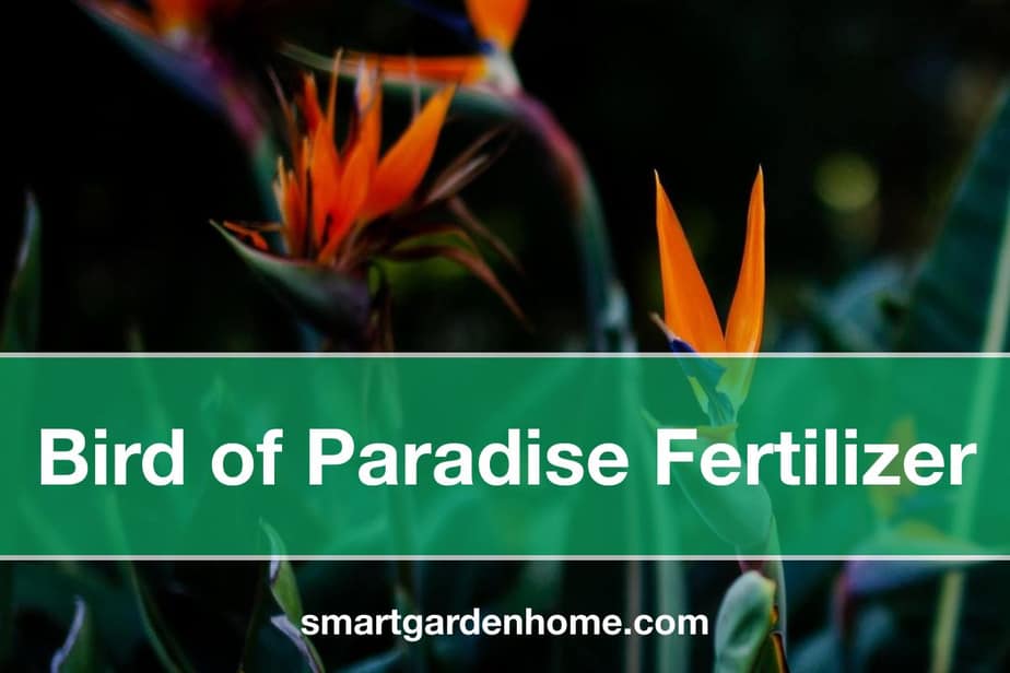Bird of Paradise Fertilizer - How to Feed the Plants