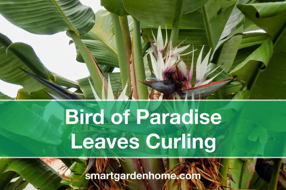 Why Are My Bird of Paradise Leaves Curling