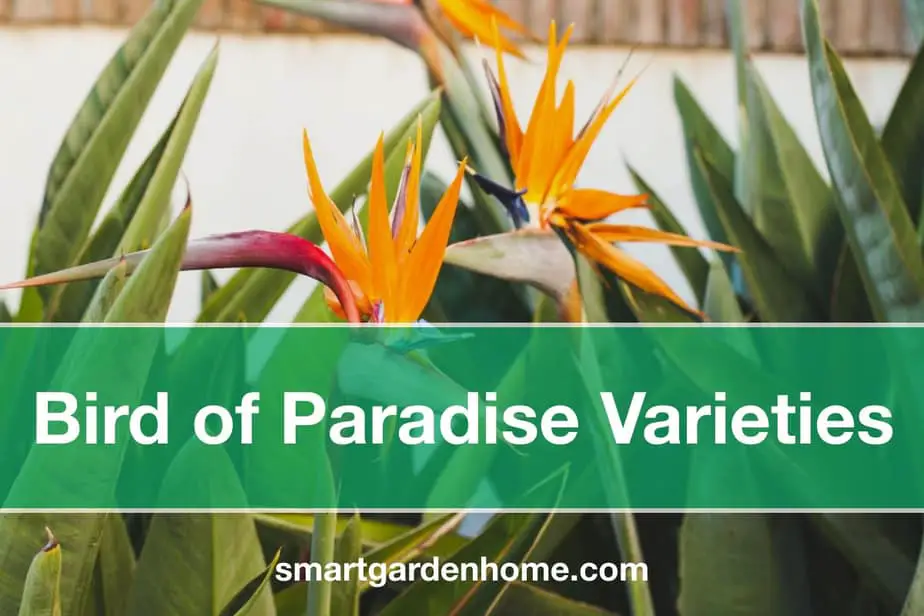 Bird of Paradise Varieties