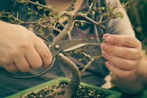 Bonsai Tree Leaves Falling Off: Causes and Fixes - Smart Garden and Home