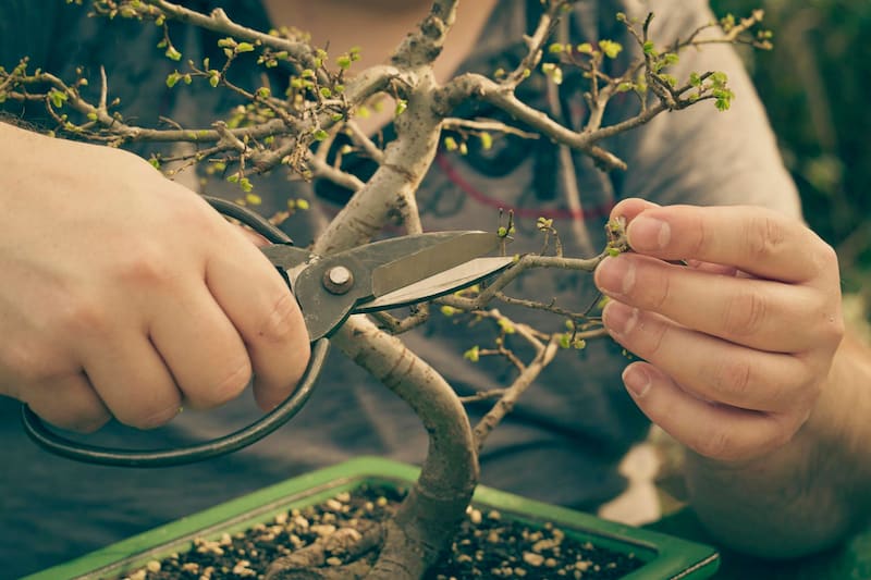 Bonsai Tree Leaves Falling Off - Causes and Fixes