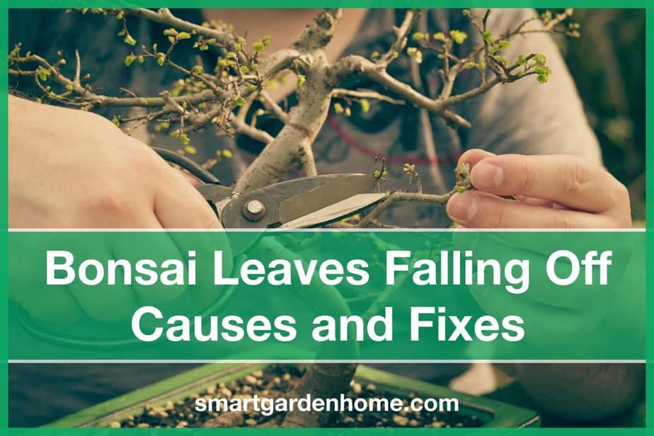 bonsai-tree-leaves-falling-off-causes-and-fixes-smart-garden-and-home