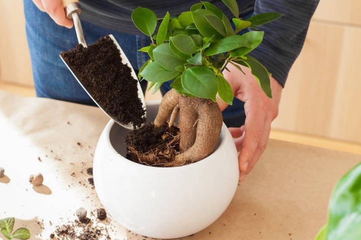 Bonsai Tree Repotting
