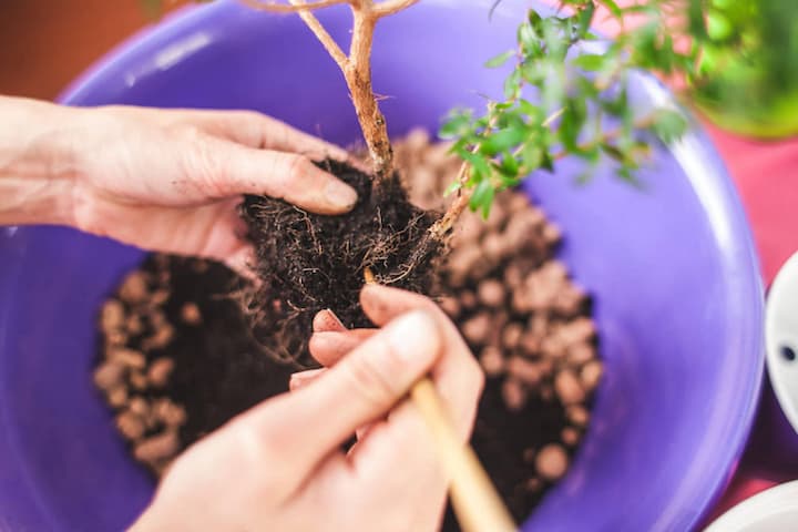 Bonsai Tree Roots Thinning
