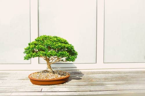 Bonsai Tree Symbolism and Meaning