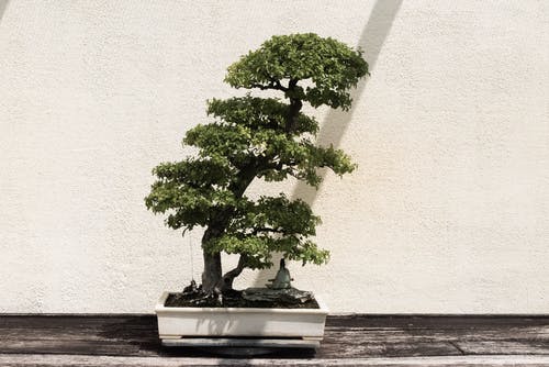 Bonsai Tree Symbolism and Meaning