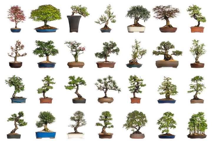 Bonsai Tree Species and Varieties