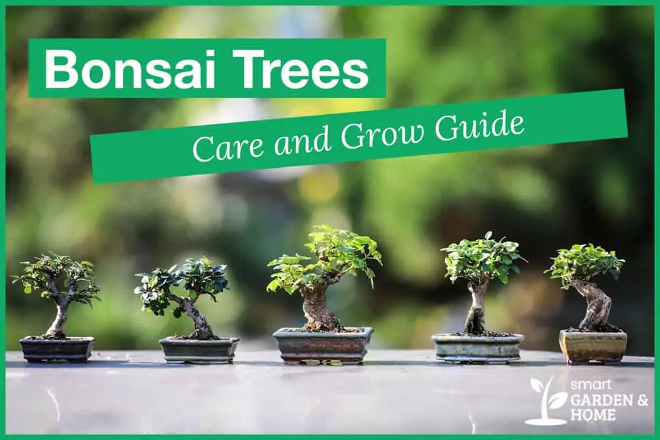 How To Grow Bonsai Trees: Care Guide For Beginners