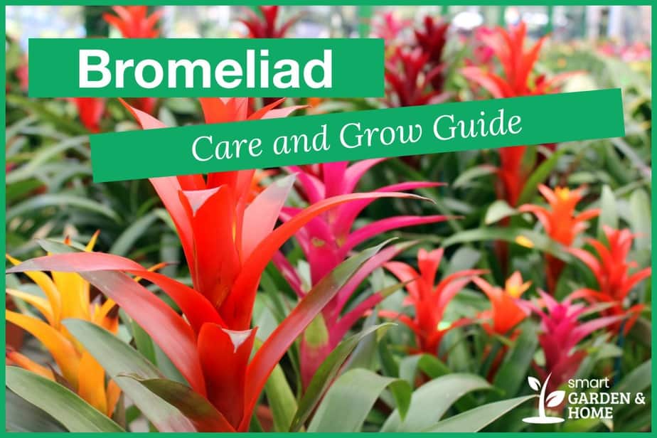 Bromeliad Plant Care And Growing Guide - Smart Garden And Home