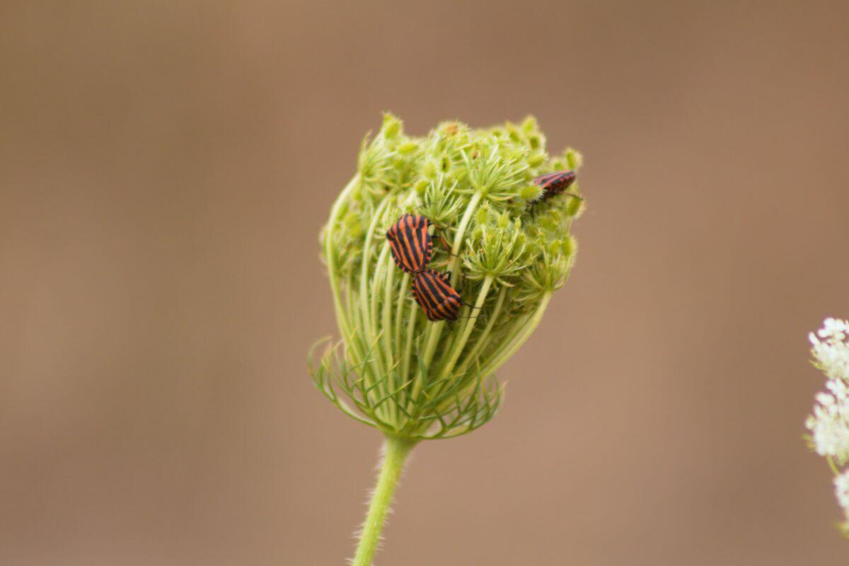 Bugs Spoiling Flowers before Pollination