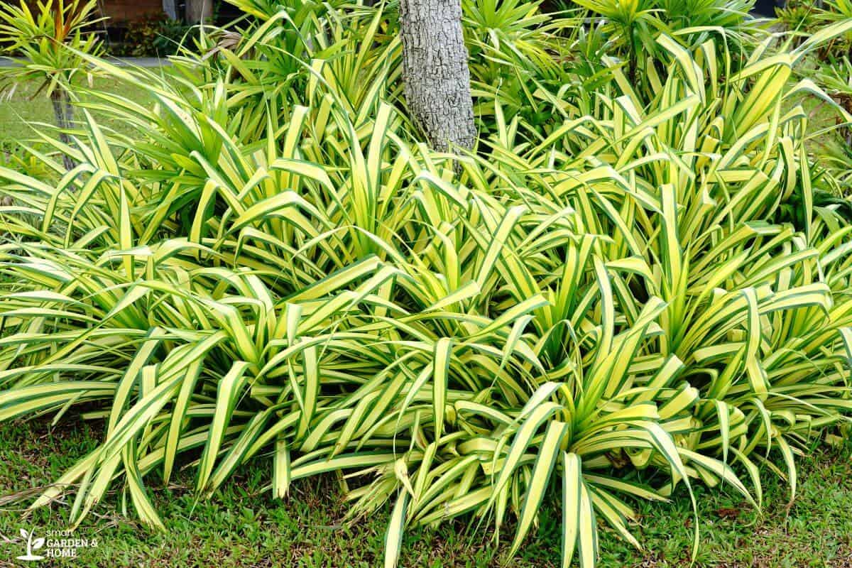 A dense cluster of variegated spider plants with long, arching green and white striped leaves grows in a garden. 