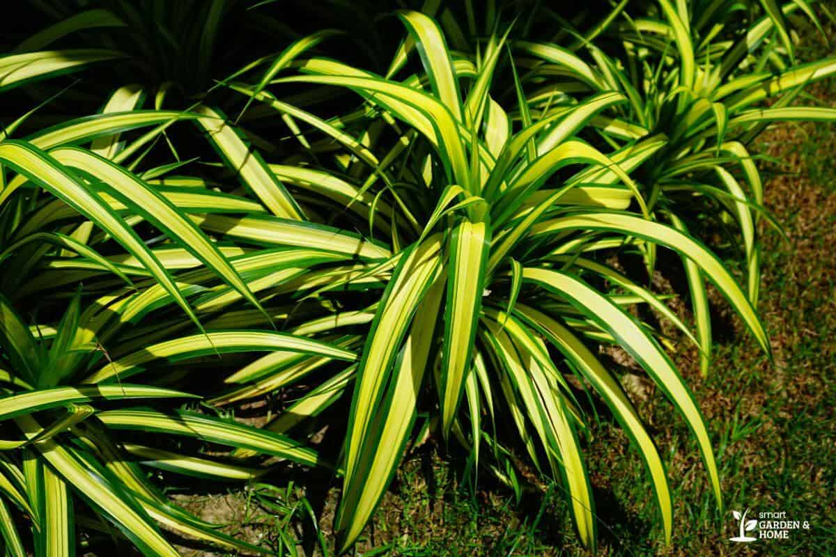 Bushy Spider Plant