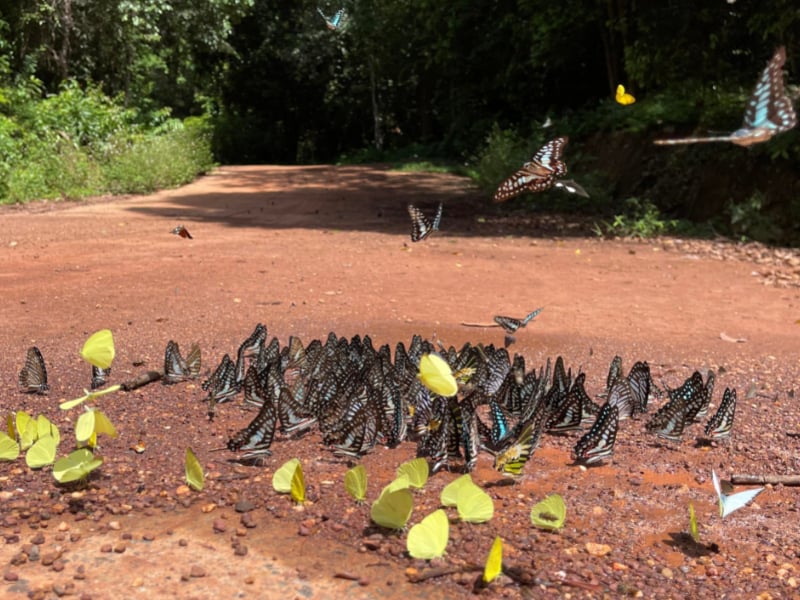 Many Butterflies on the Ground