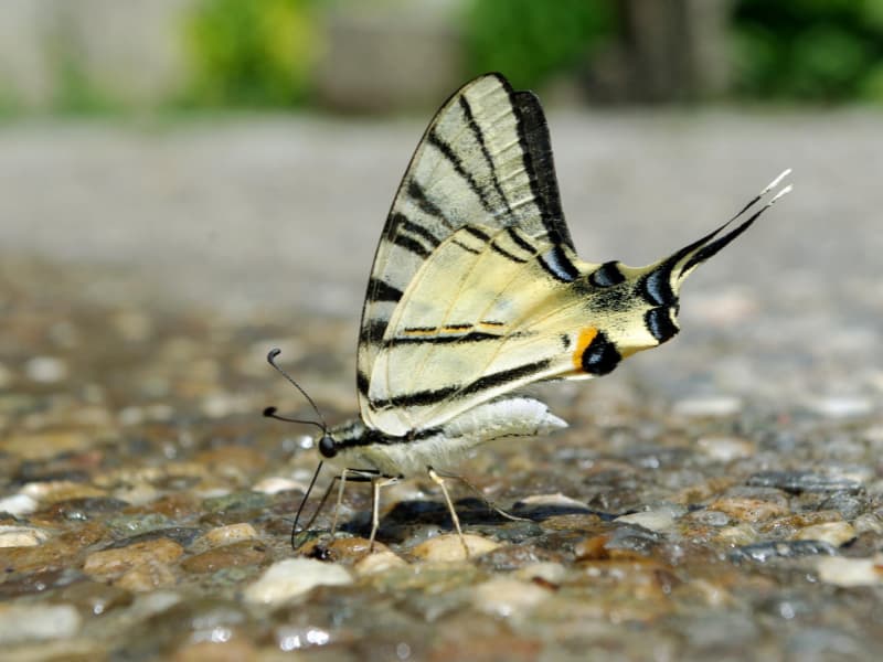 Butterfly Drinking Water on the Ground