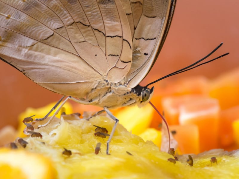 Butterfly Eating Drinking Fruit Juice
